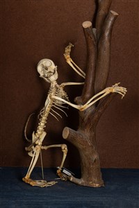 Image description is not available for 1983.37.1